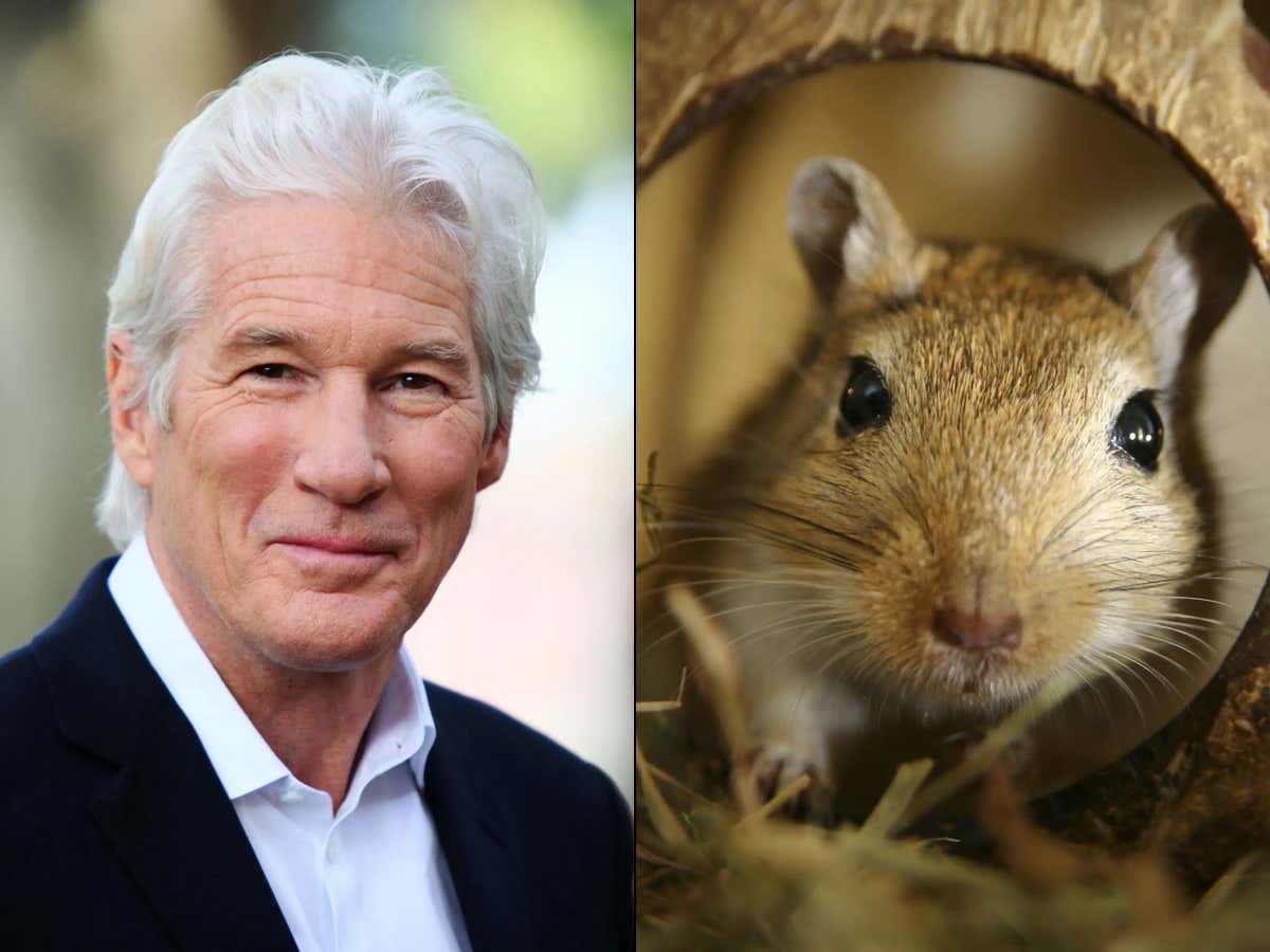 Never Go Full Richard Gere: Columbus Man Goes on Rampage, Breaks Into Multiple Stores, Found Sleeping with Hamsters Stuffed in His Pants