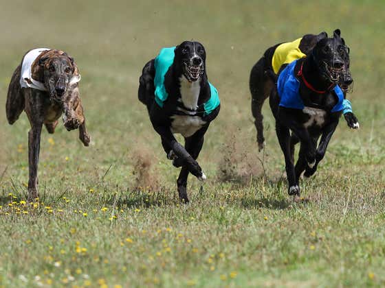 All Time Comeback From This Pup At The Racetrack