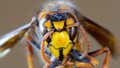Hard Factor 10/26: Murder Hornets, Bank Robberies With Corona, The Plot To Assassinate Joe Biden & Toxic Noodles Kill Whole Family