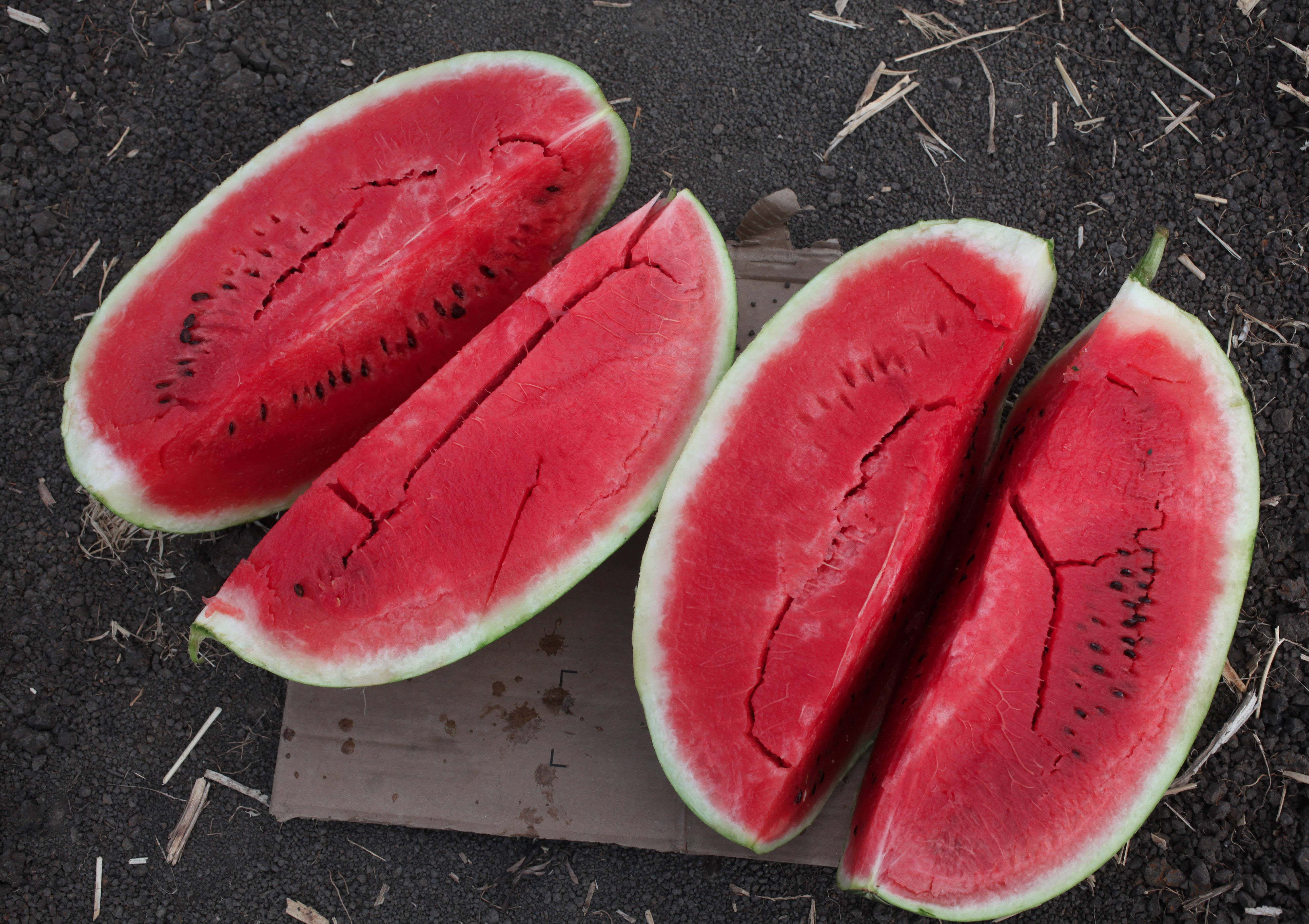 Methamphetamine Disguised As Watermelons Seized At US Mexico Border Likely Because They Look Nothing Like Watermelons