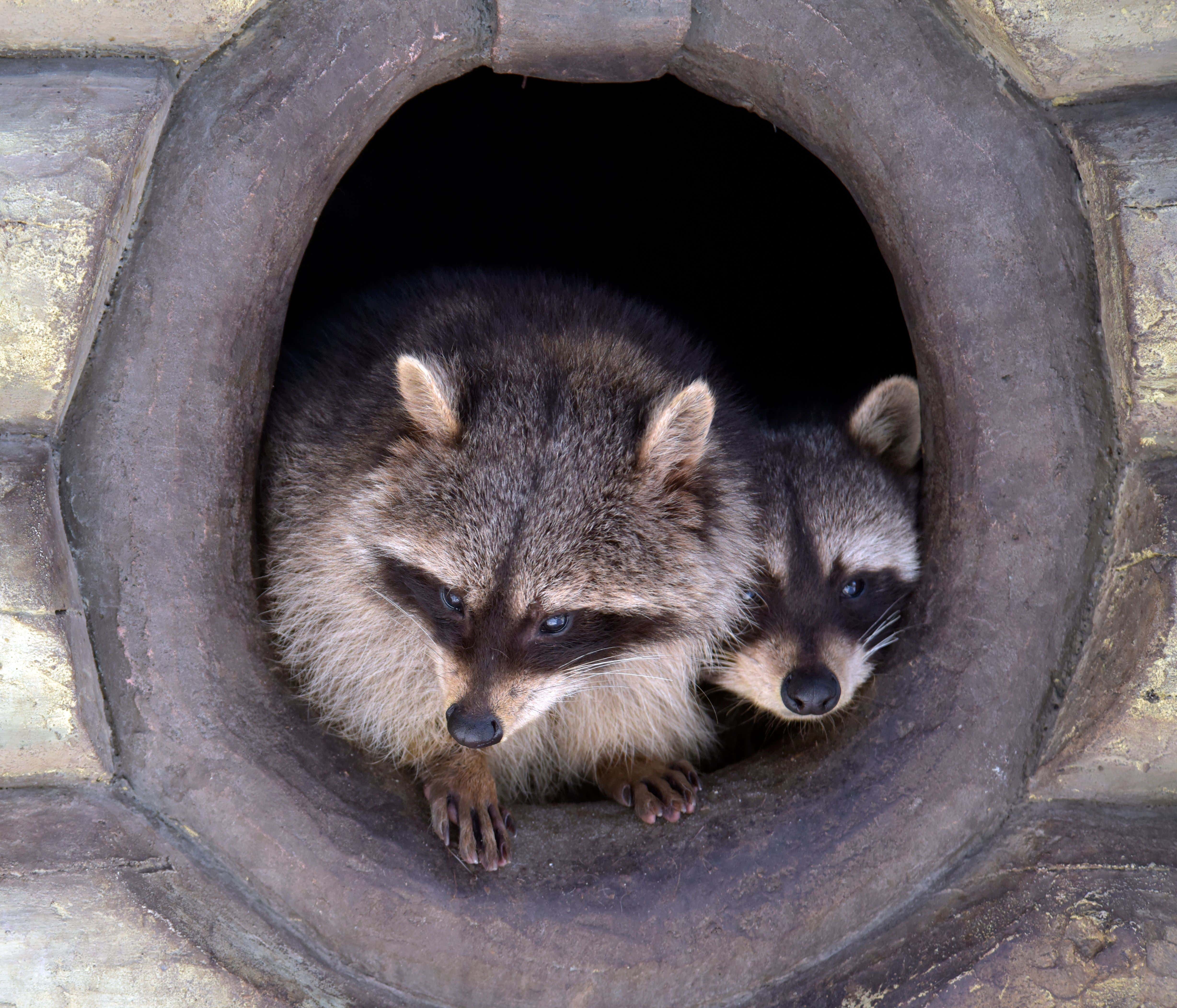 Woman Who Fed Raccoons For 35 Years Gets Ambushed By ... You'll Never Guess It ... Raccoons!