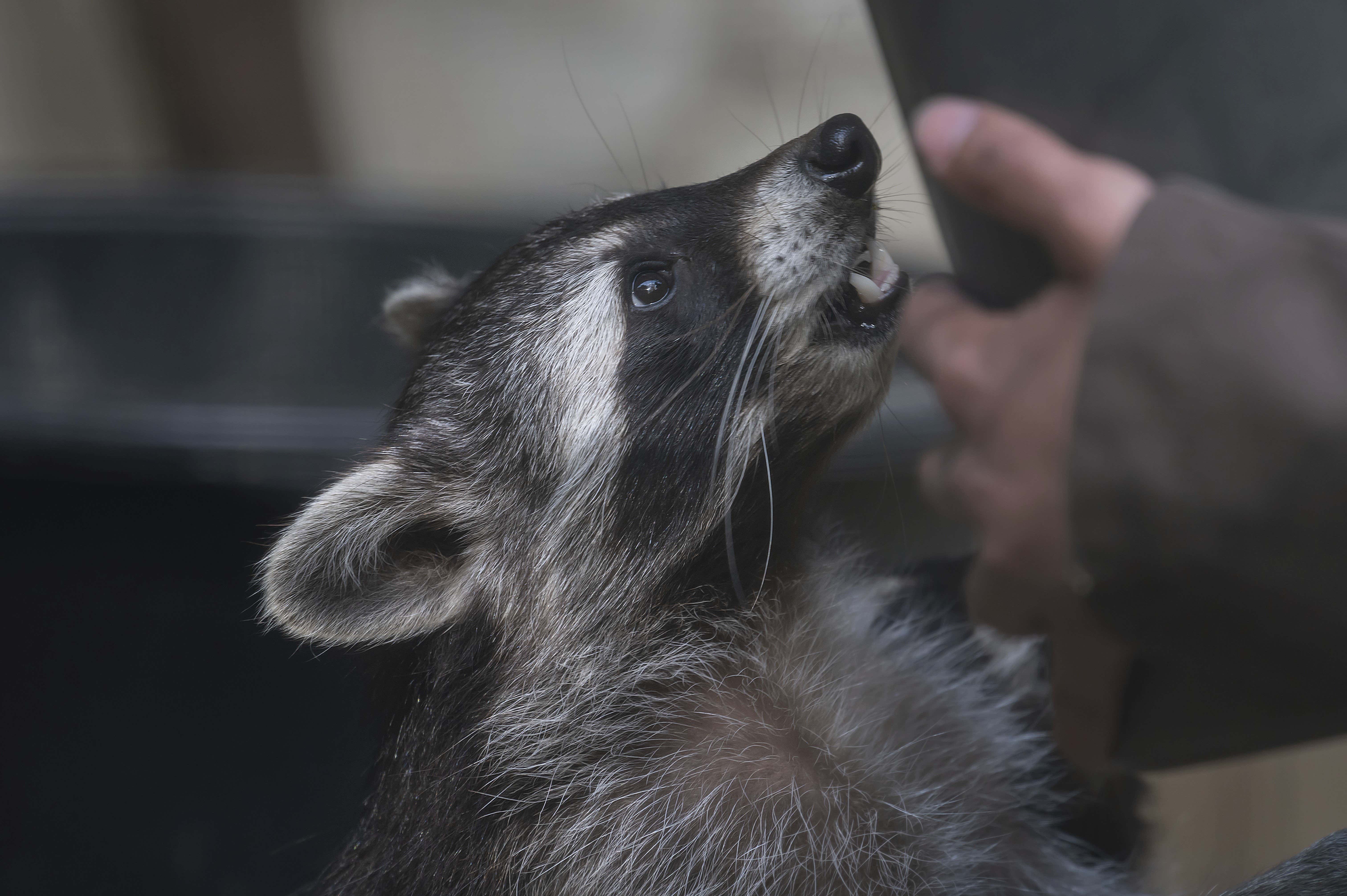 Revenge: A Kentucky Man Was Arrested After Allegedly Releasing a Raccoon Into a Bar That Kicked Him Out