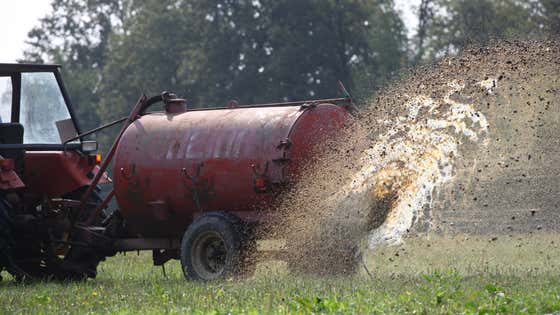 Watch These Farmers Successfully Remove 500 Squatters From Their Property By Spraying Them With Manure