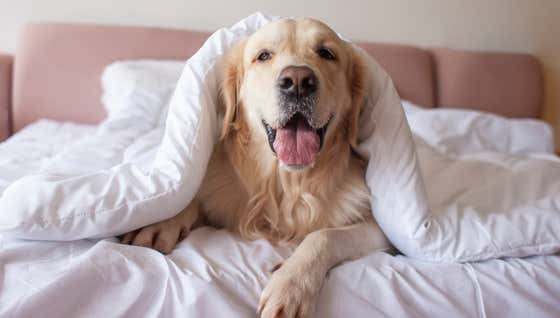 Good Idea - There is a Hotel in China Letting Guests Rent Dogs to Stay in Their Rooms With Them