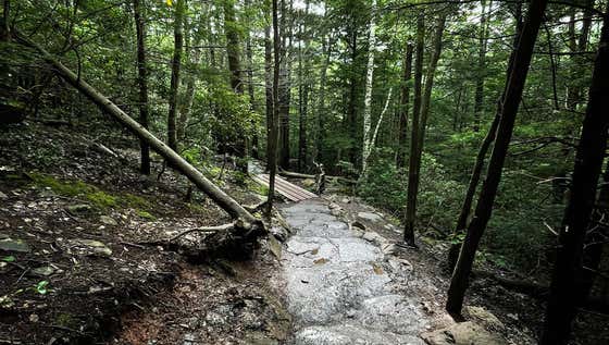 Four Bros Had To Be Rescued From The Catskill Mountains After Getting So High On Mushrooms That They Couldn't Find Their Way Out Of The Forest