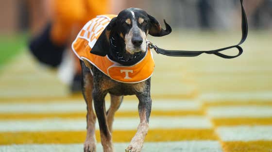 Not Built For It: Tennessee's Smokey Mascot Is Retiring After Two Years Because He Couldn't Handle the Job