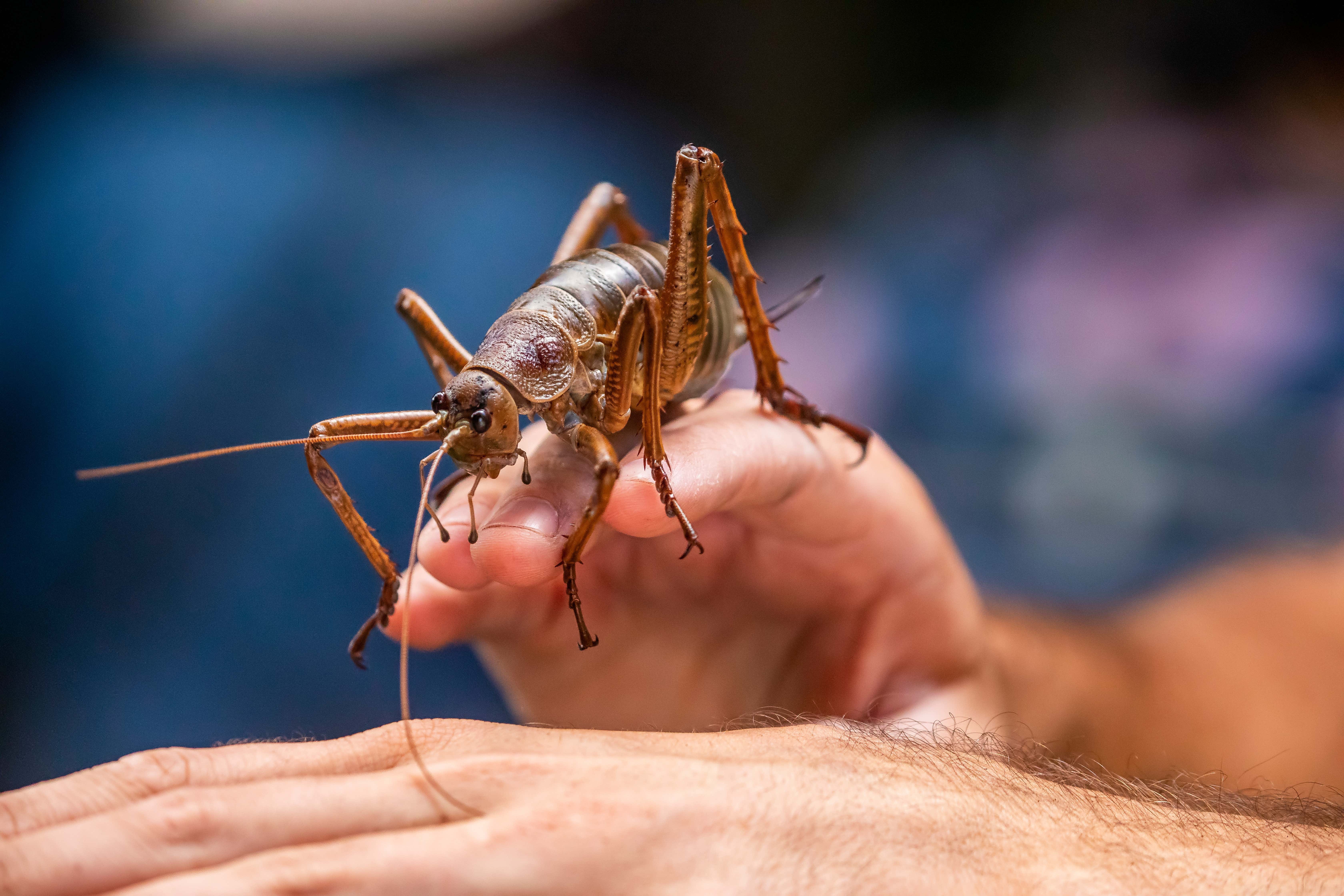 Some Real Assholes Ran a 15-Year Breeding Program to Bring The Worst Thing in The World Back From Extinction