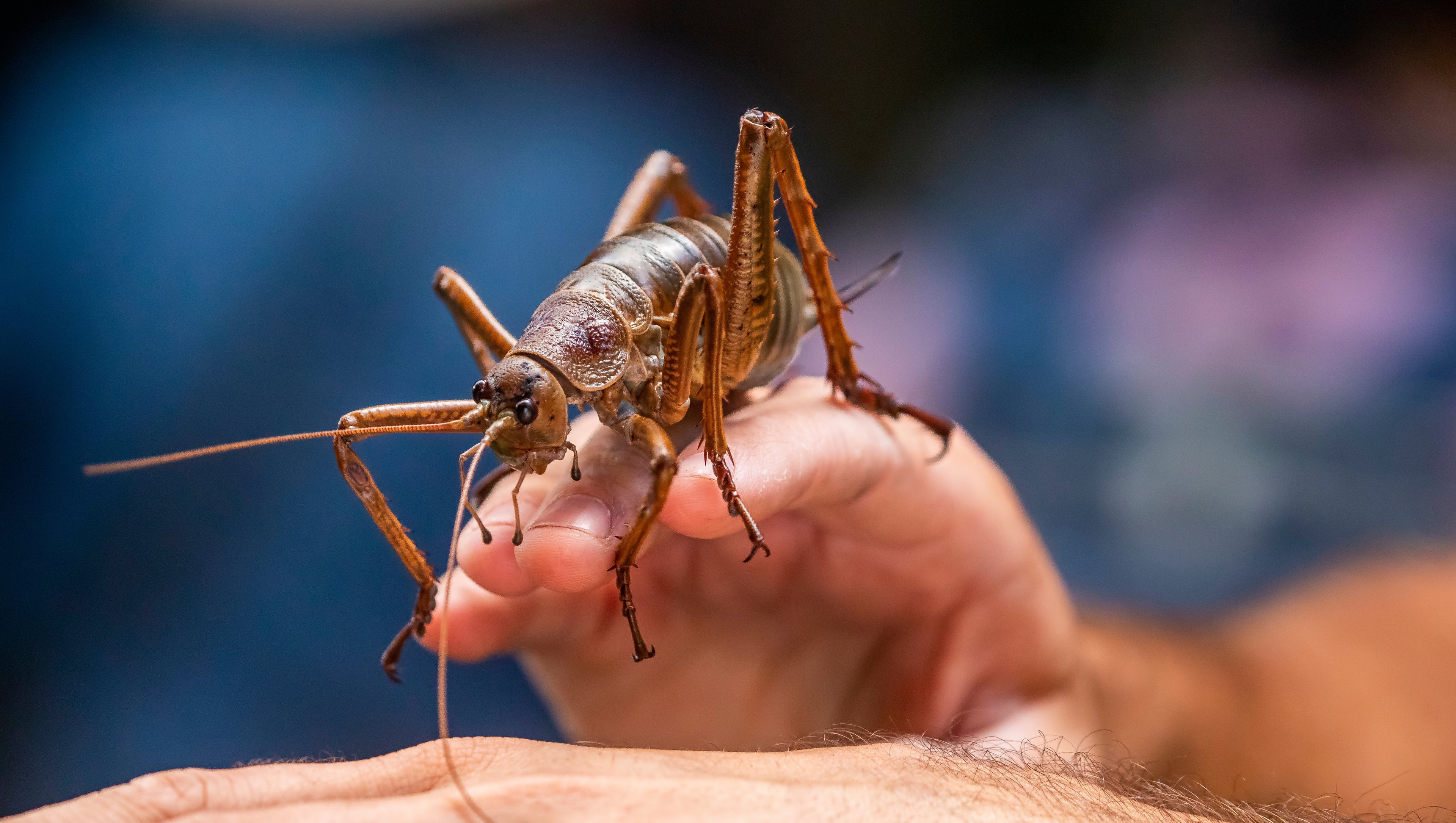 Some Real Assholes Ran a 15-Year Breeding Program to Bring The Worst Thing in The World Back From Extinction
