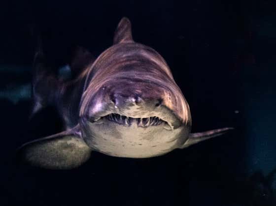 Sand Tiger Sharks LOVE Eating Their Siblings In The Womb