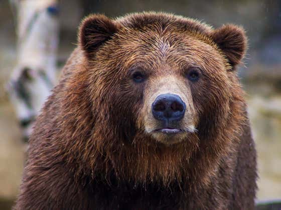 Watch This When You're High - How Well Bears Can Smell
