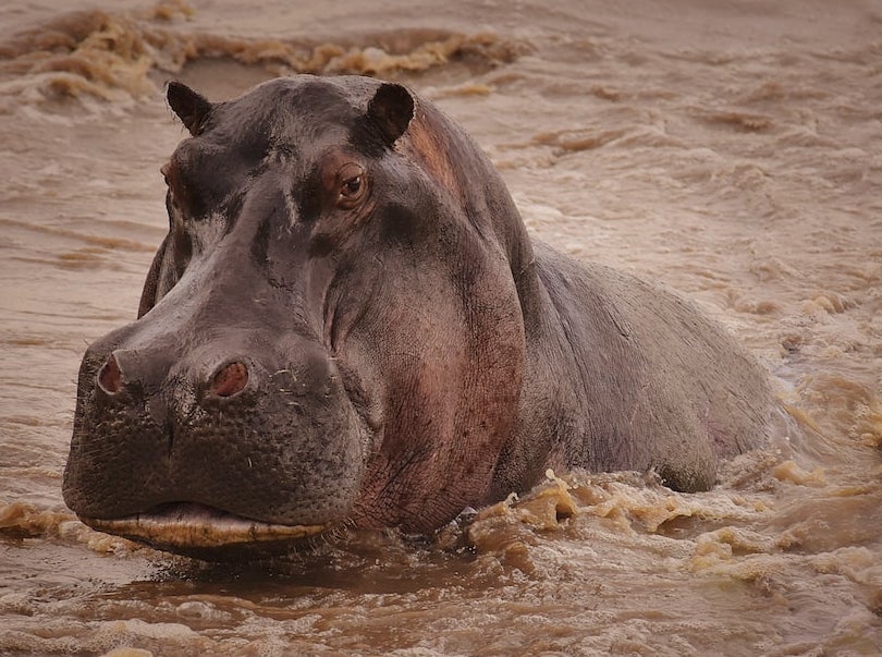 A Child Was Swallowed By A Hippo And Somehow Came Back Out Unscathed