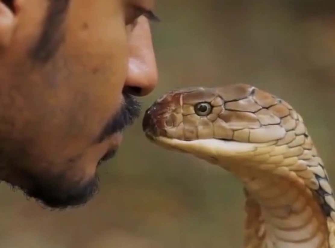 Kissing Rattlesnakes Is A Bad Idea Because It Will Most Likely Land You