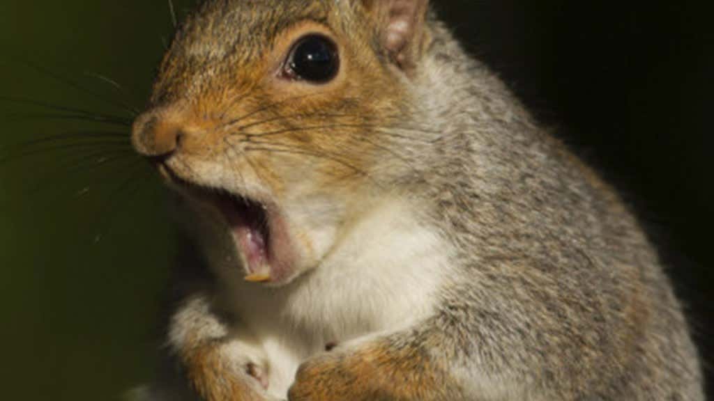 Squirrels Are Attacking Humans Again. The Time For War Is Now