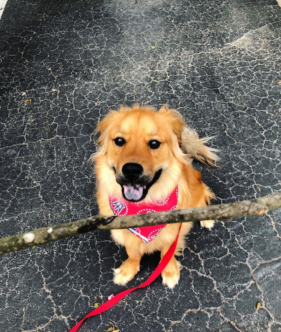 Screen Shot 2018-07-13 at 11.15.10 AM