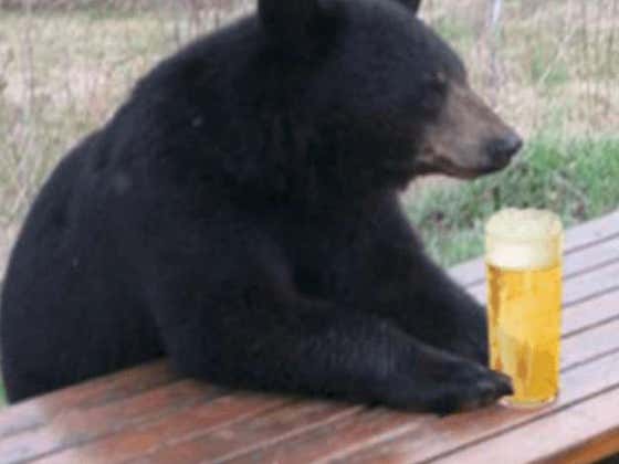 Thirsty Bear Crashes CT Liquor Store