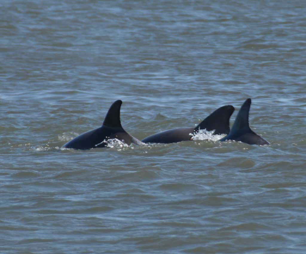 Dolphins-off-Cape-May-Beach-b-Cape-May-NJ-2013-06-09