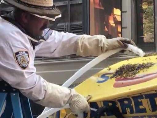 NYPD Sting Captures Huge Swarm Of Bees In Times Square
