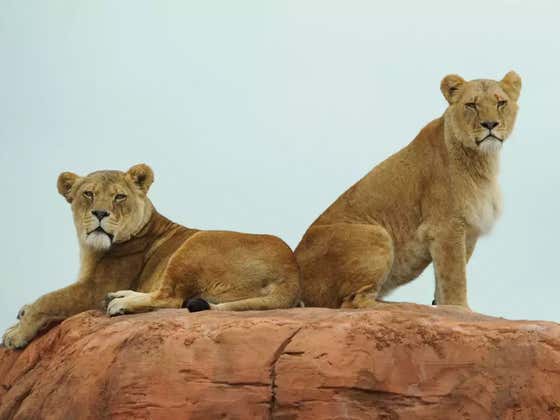 Battle Of The Sexes: We've Got A 9 Vs. 1 Lion Fight Video And Things Don't Look Good For The King Of The Jungle