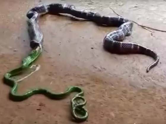 This Snake Puking Up An Even Longer Snake Is Exactly Why Nobody Should Ever Trust Snakes
