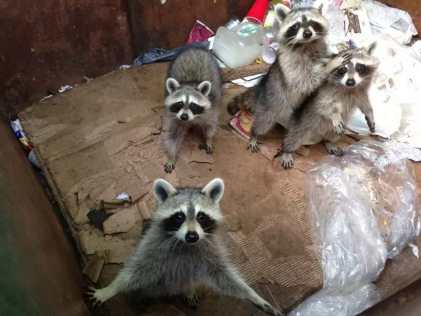 How Many Live Racoons Can You Fit Inside A Dumpster?