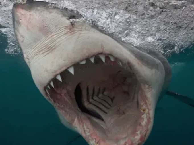 Surfer Who Calls Himself 'Shark Bait' Gets Attacked By Shark in