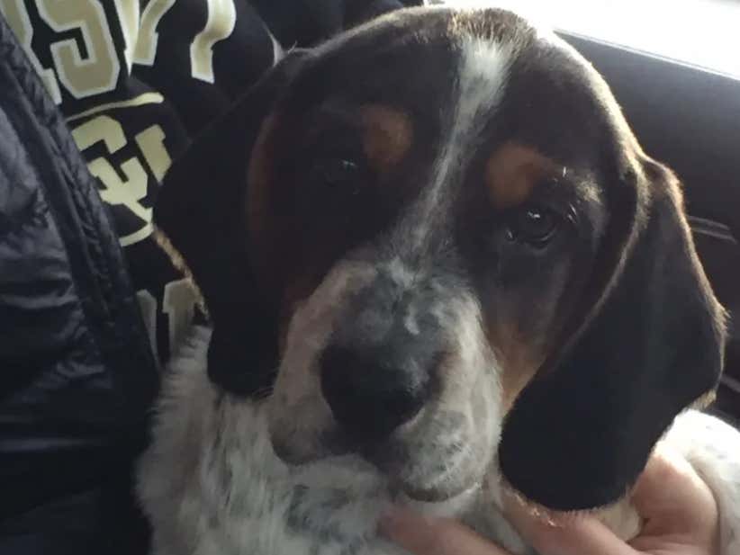 Friday's Chicago Dog Walk Chief Is Getting Dominated By The Dog