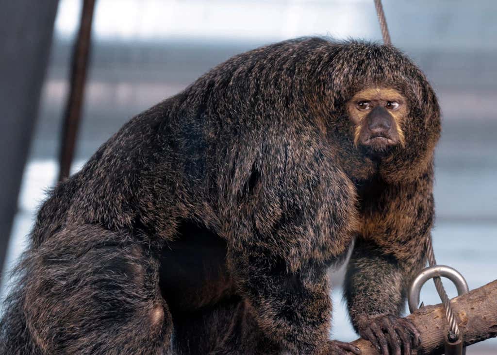 this monkey will absolutely