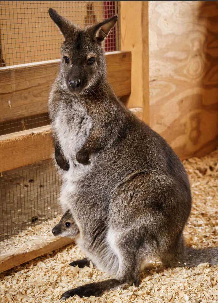 It Is Destiny For This Baby Wallaby To Be Named Young Pouchviews