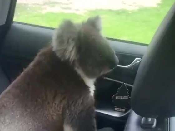 This Koala In Australia Flat Out Refused To Leave A Guy's Air Conditioned Car