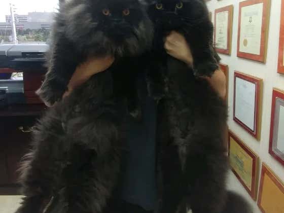 Power Ranking Marlins Man's Unsettling Large Cats