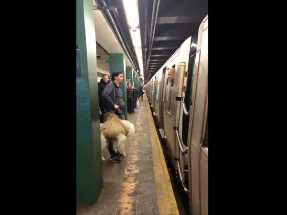 This Conductor Who Wouldn't Let A Guy And His Dog In A Burlap Sack On The Subway Is A Big Meany