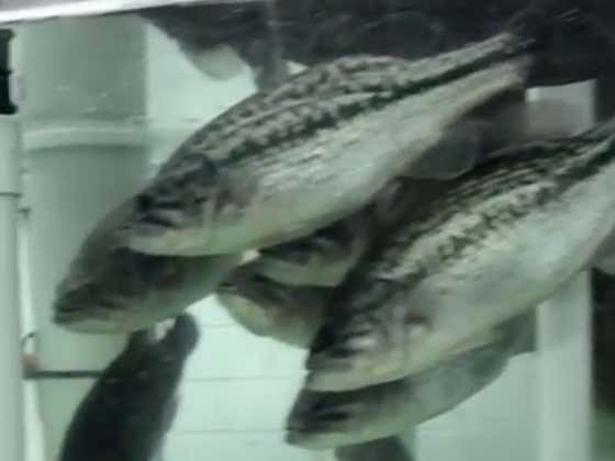 The Bassmaster Classic Should Think About Moving To Chinatown Next Year