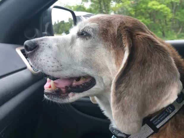 A Sort of Sad Update On Wally The Beagle  (One of My Favorite Ongoing Stories In Barstool History)