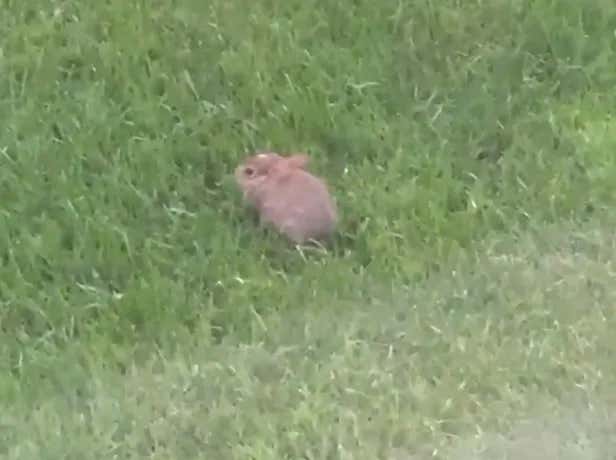 BREAKING:   I SEE A BABY BUNNY