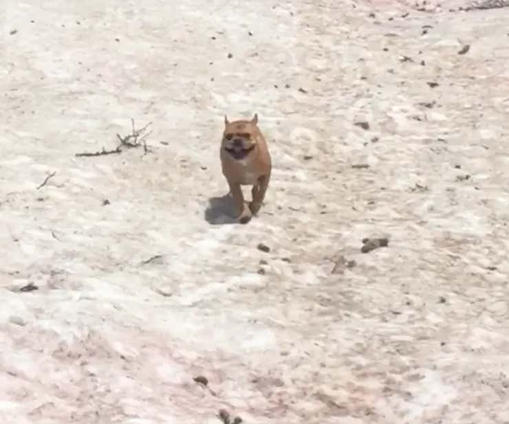 When I Die I Want To Come Back As This Dog