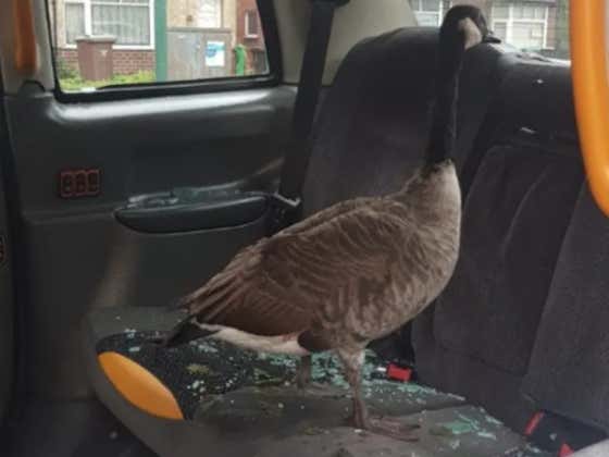 All Geese Are Assholes