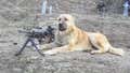 Dog From Afghanistan Accidentally Gets Its First Confirmed Kill