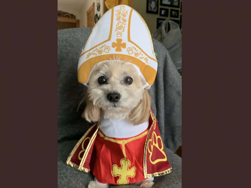 Barstool Sports Halloween Dogs Of The Week Barstool Sports