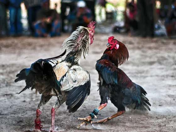 Hard Factor 1/22: WHAT THE FUCK WEDNESDAY!!  Man Shoots Himself In The Scrotum, Cops Have Hot Bathroom Sex, Man Ingests His Dead Mothers Ashes, Cock Kills Man With Razor Blade & MORE!!